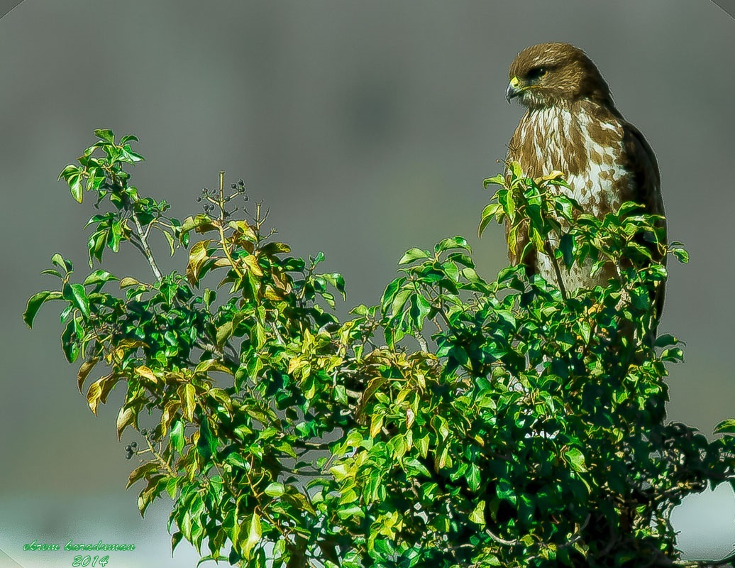 Common Buzzard