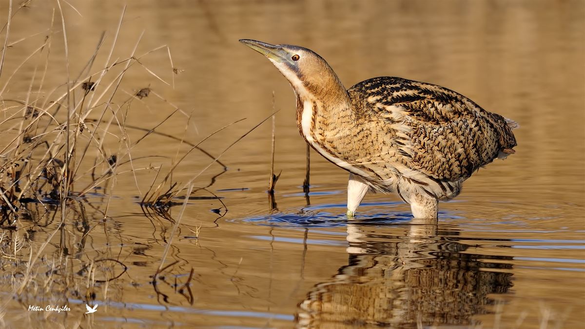 Eurasian Bittern