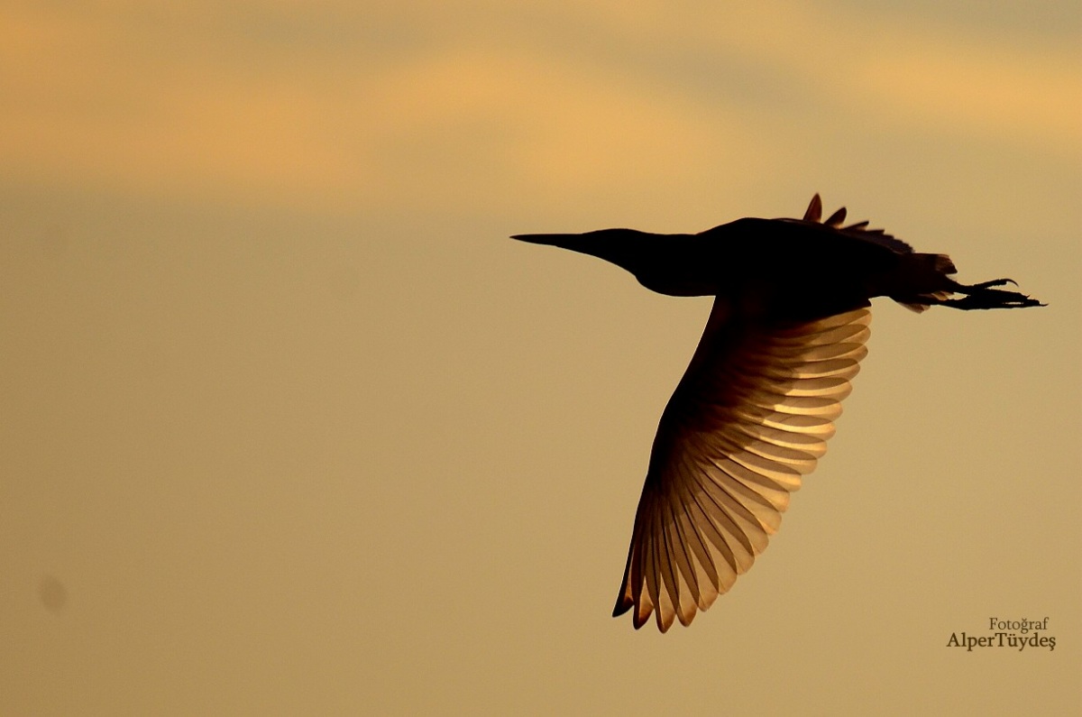 Squacco Heron