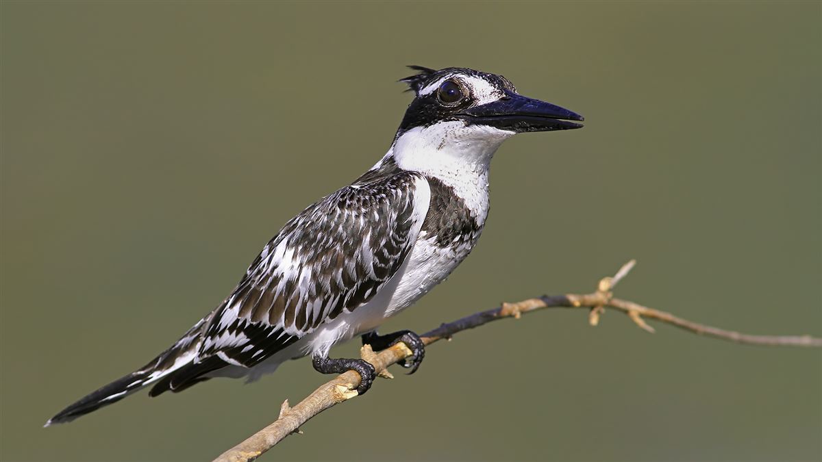 Pied Kingfisher