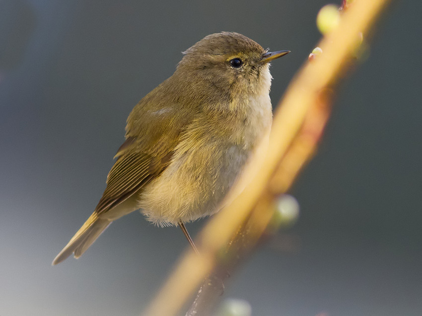 Common Chiffchaff
