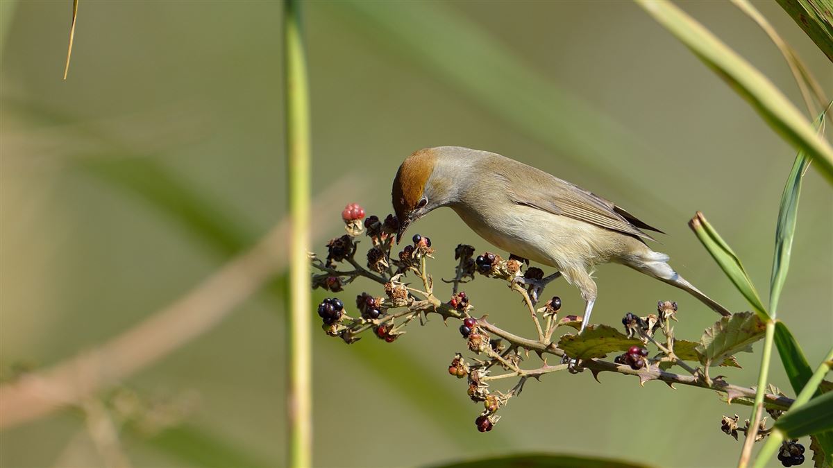 Eurasian Blackcap