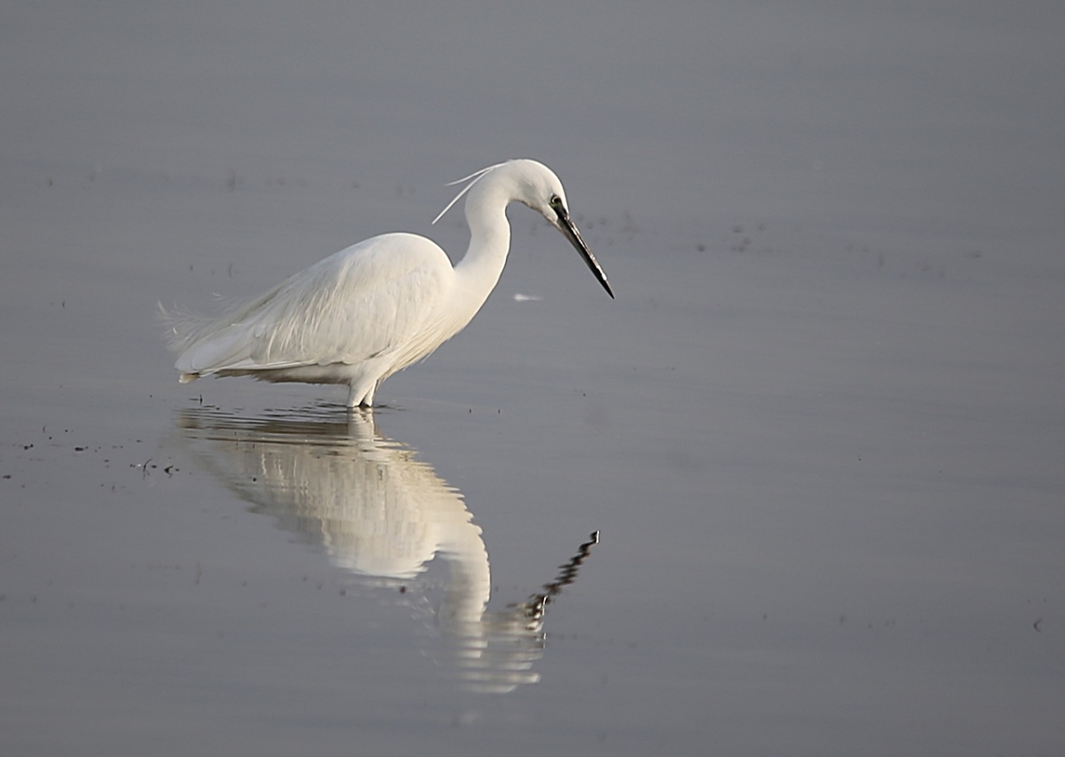 Little Egret
