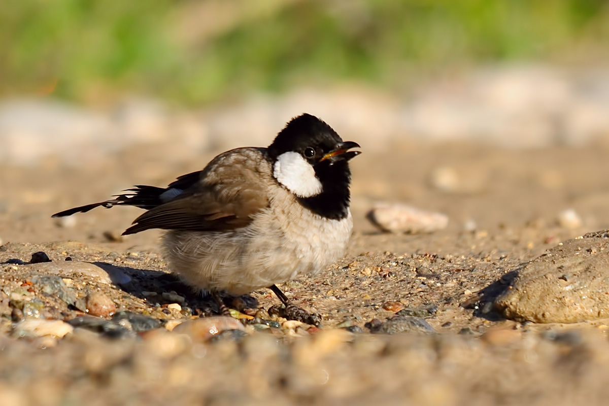 White-eared Bulbul