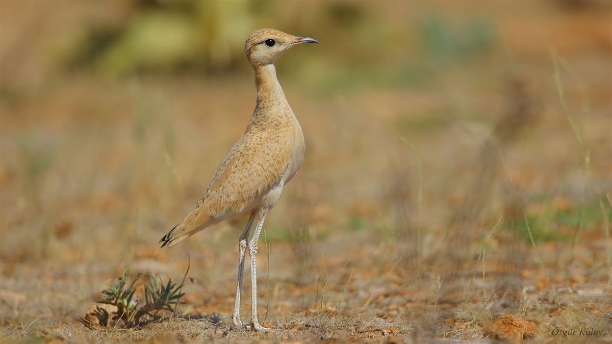 Cream-colored Courser