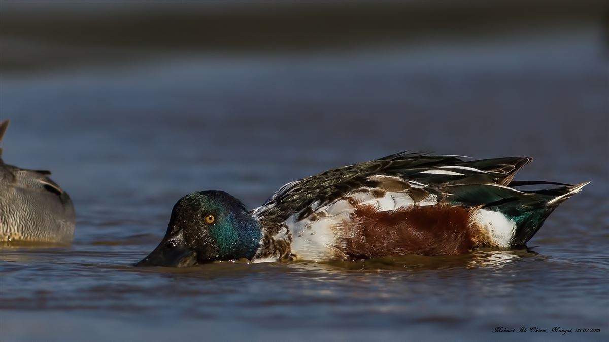 Kaşıkgaga