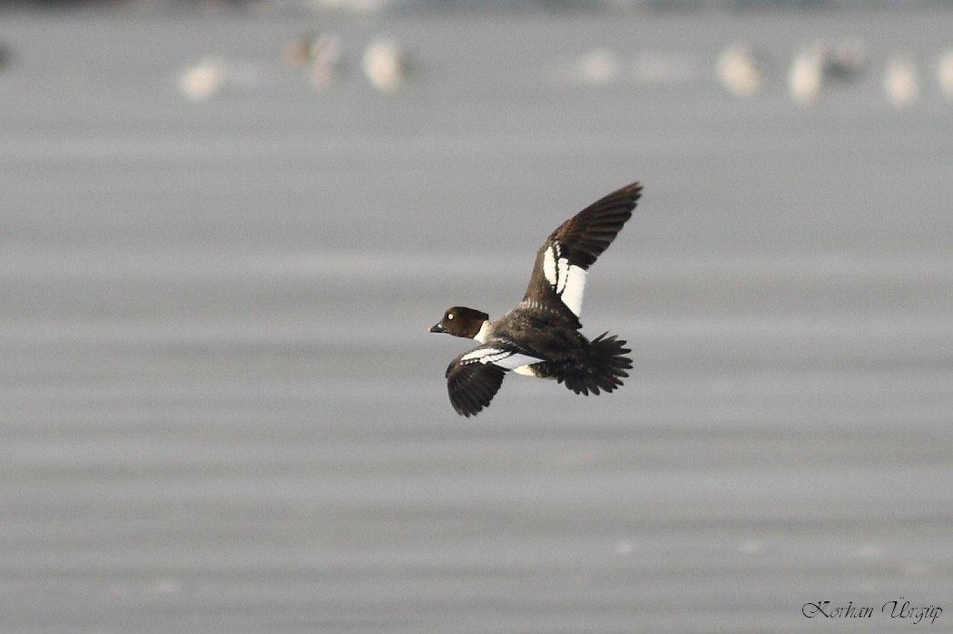 Common Goldeneye