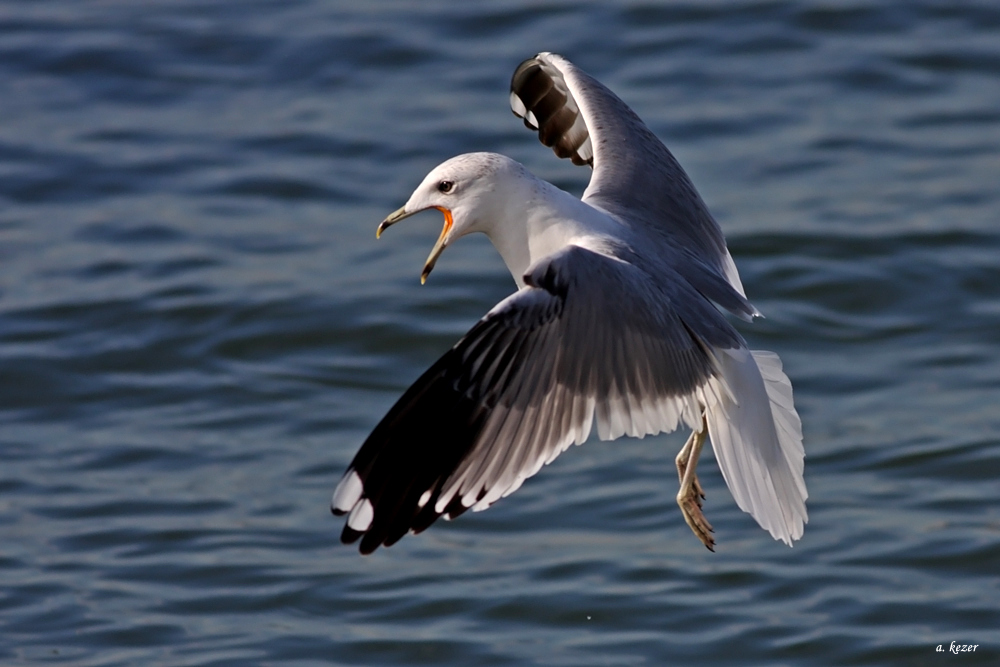 Common Gull