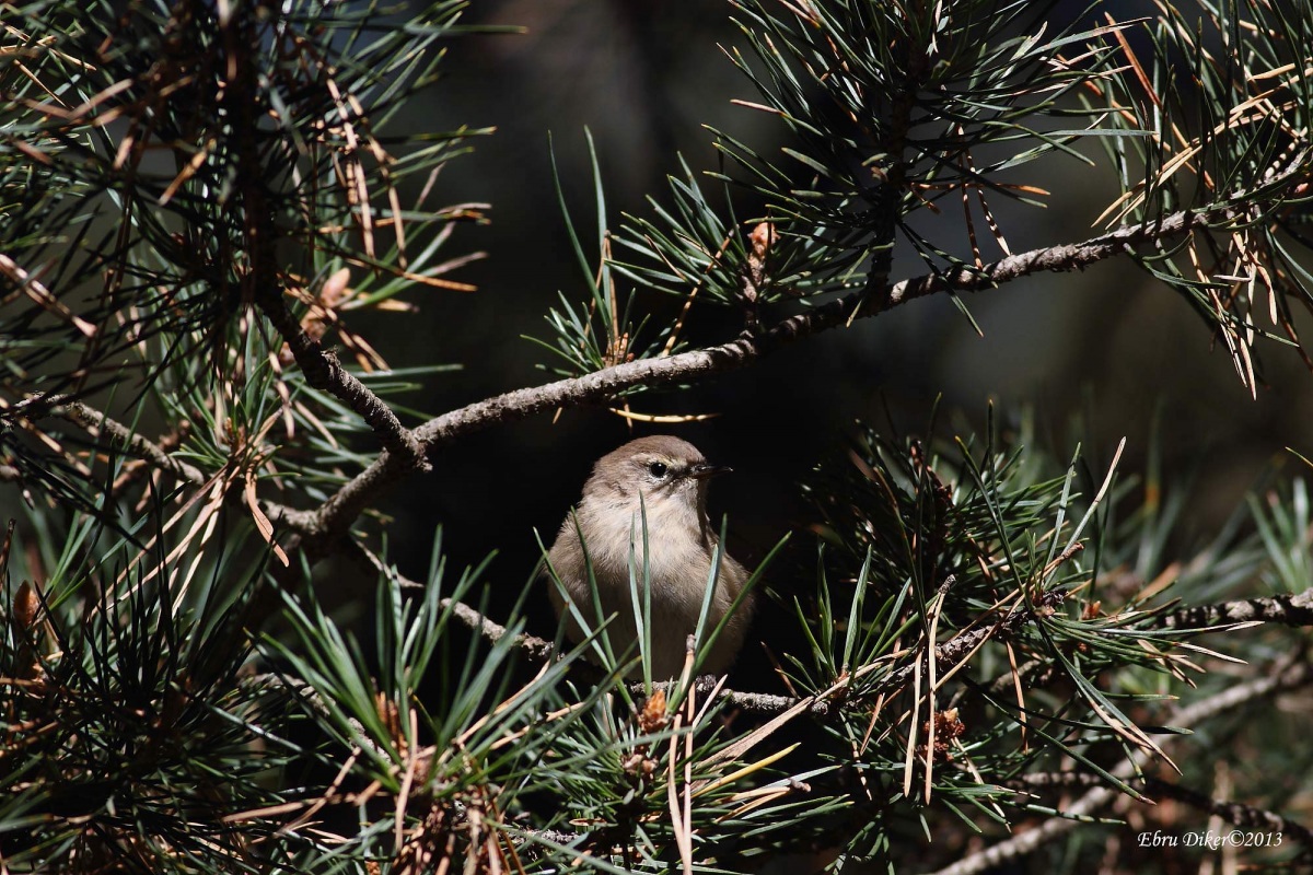 Mountain Chiffchaff