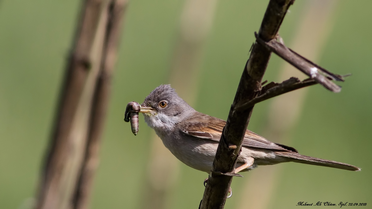 Common Whitethroat