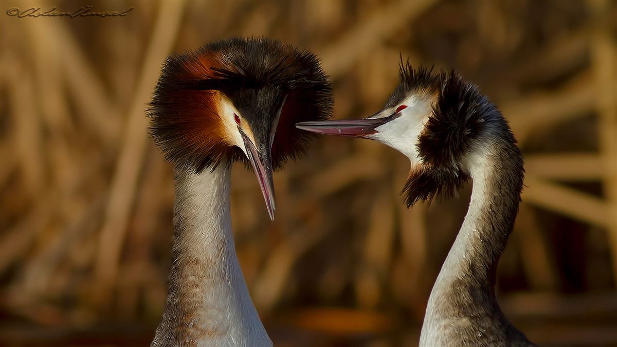 Great Crested Grebe