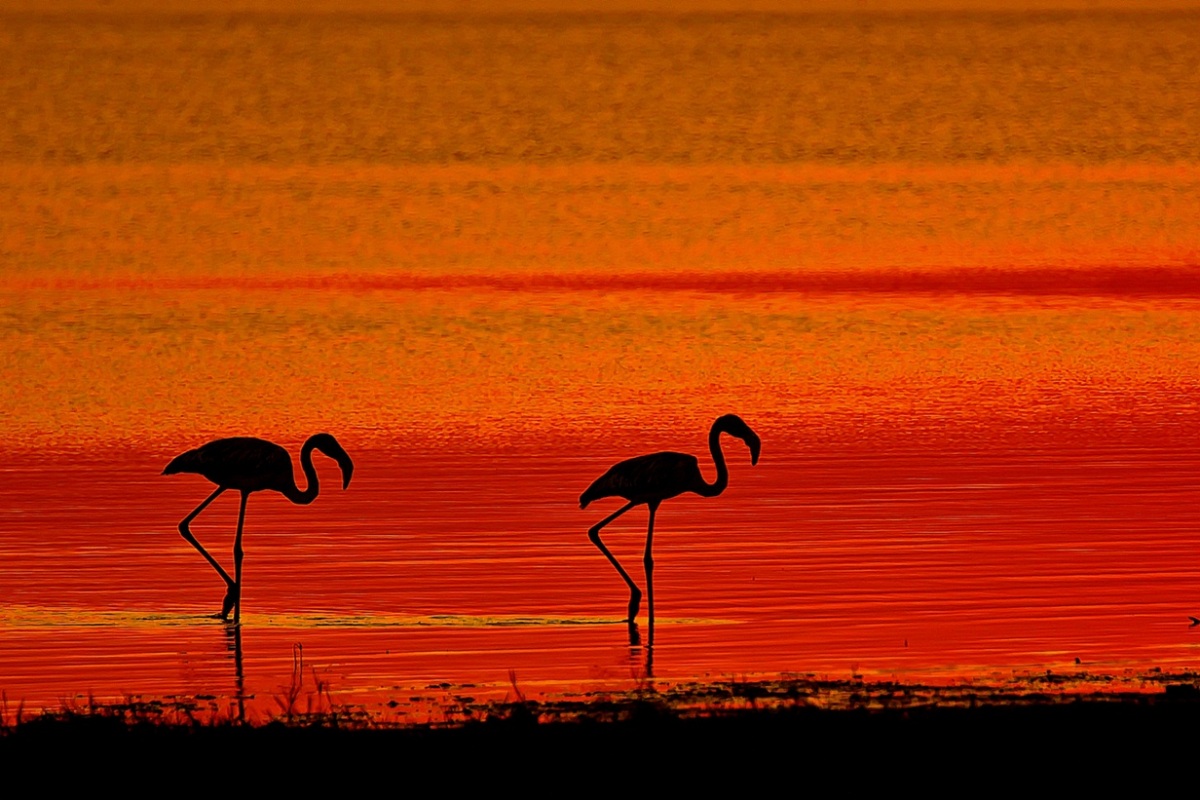 Greater Flamingo