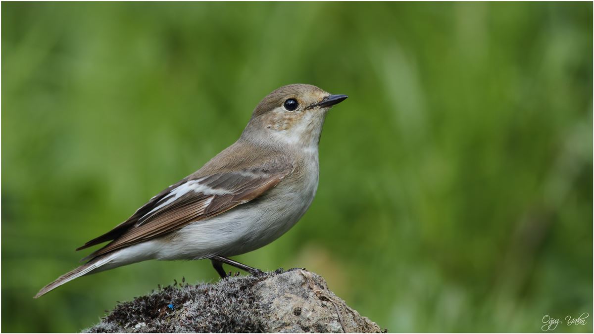 Collared Flycatcher