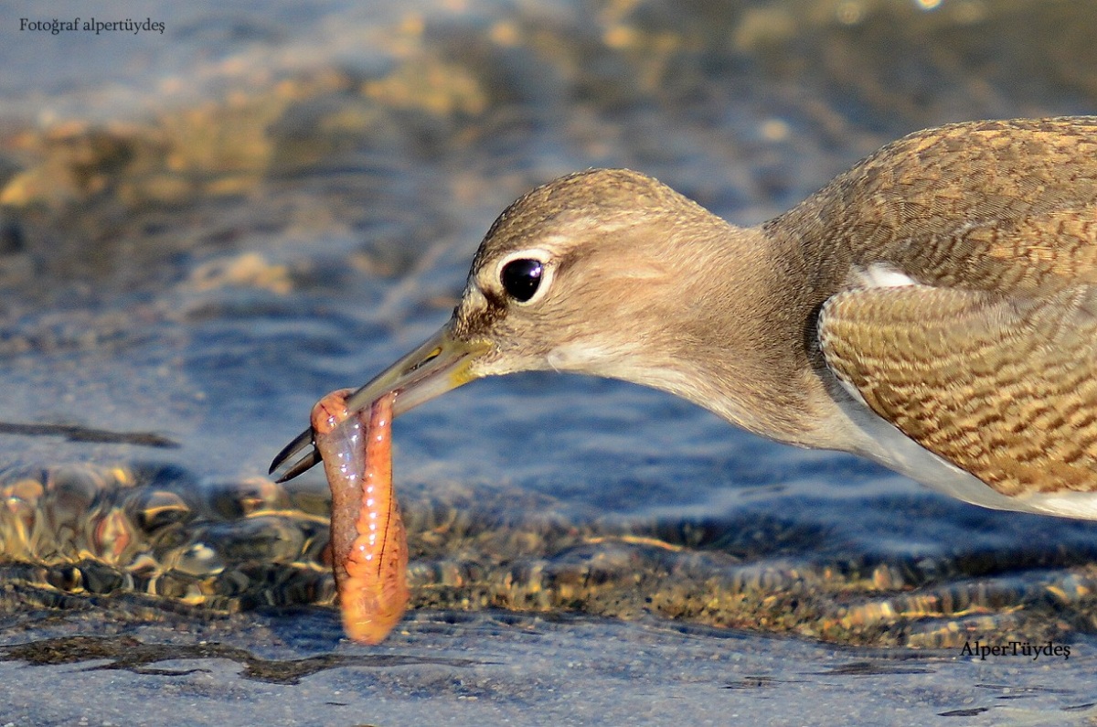 Common Sandpiper