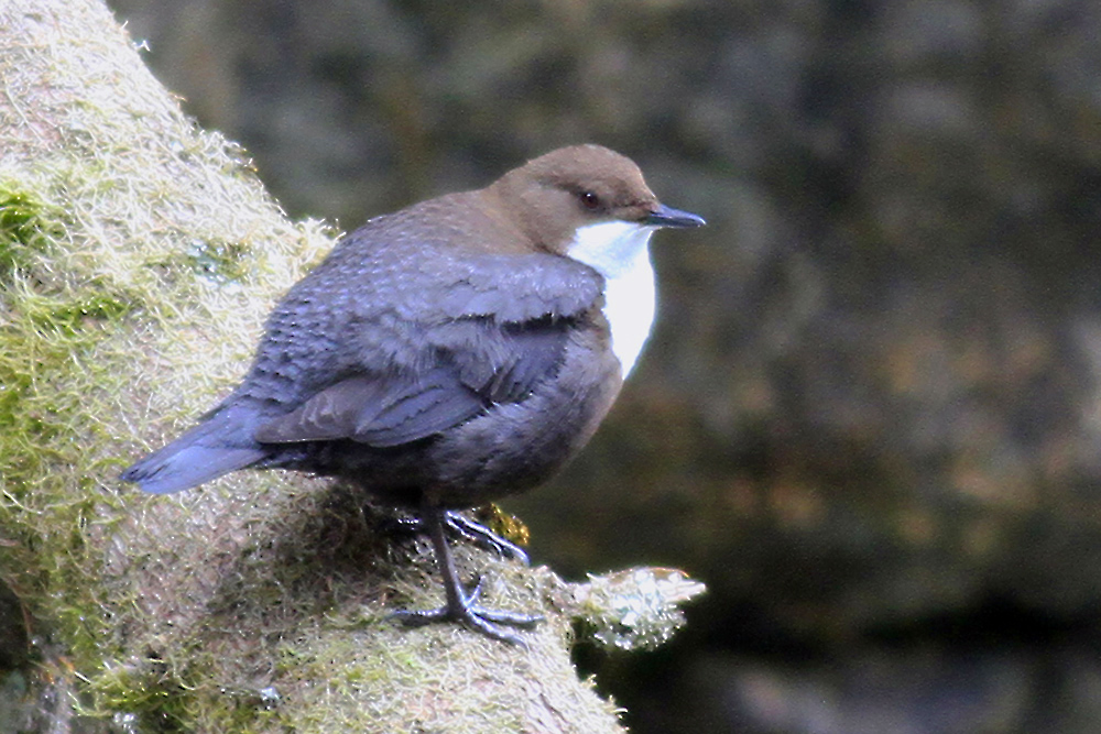 White-throated Dipper