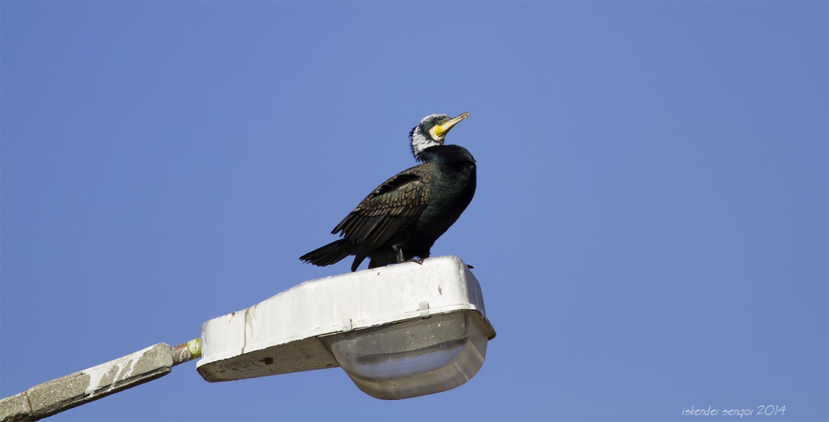 Great Cormorant