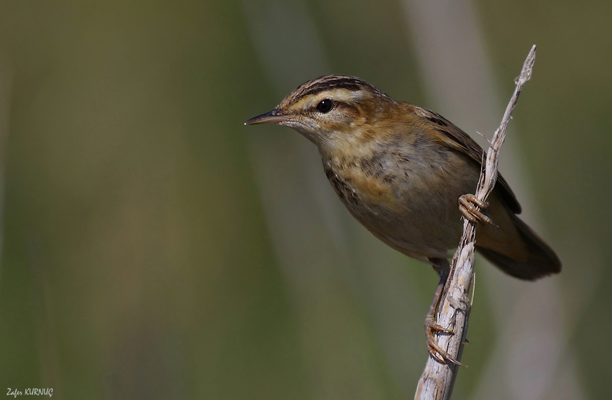 Sedge Warbler
