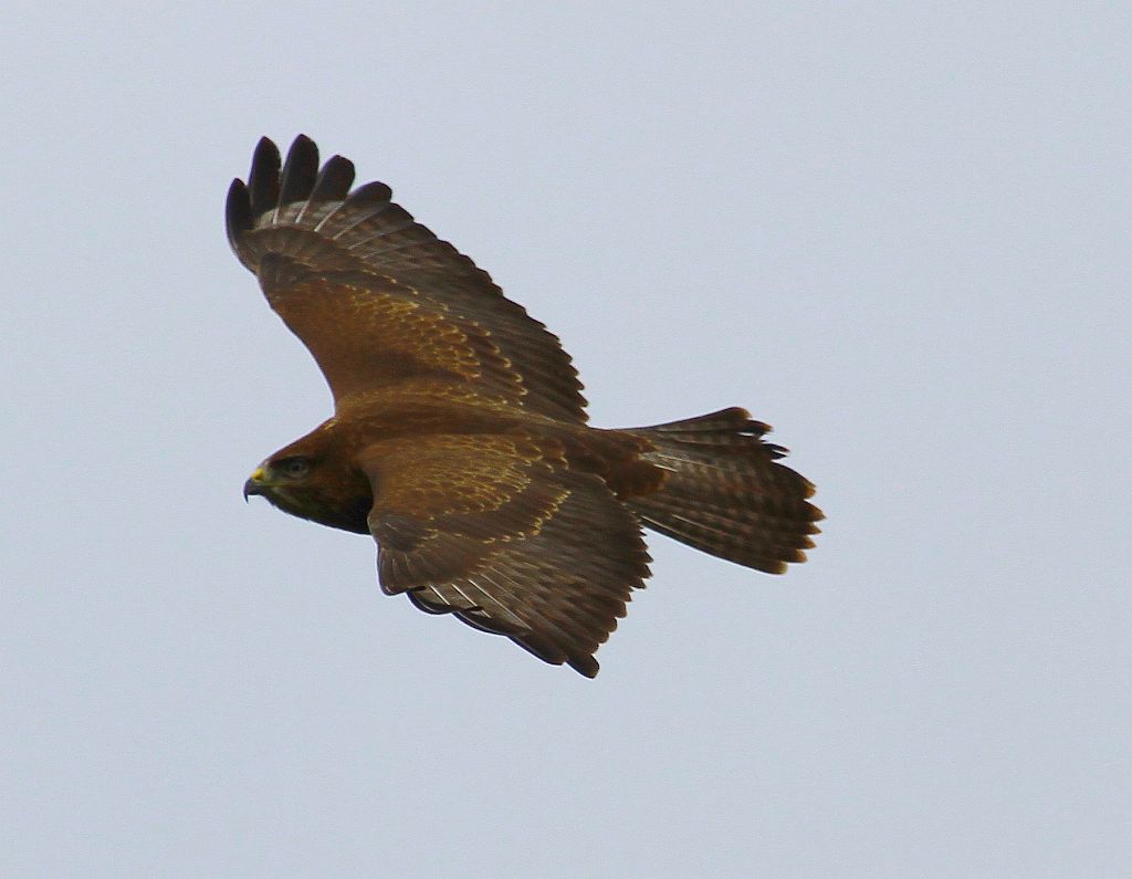 Common Buzzard