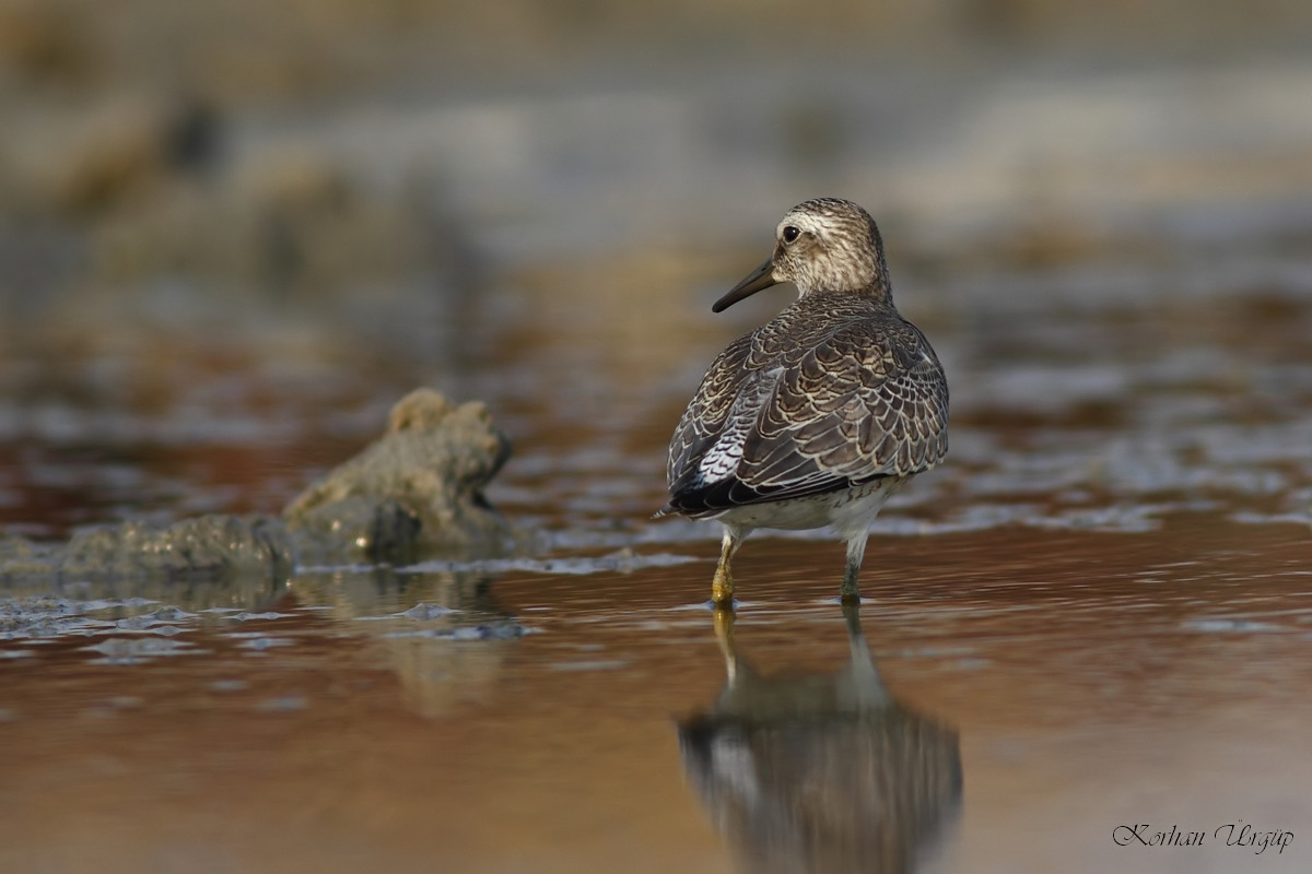 Red Knot