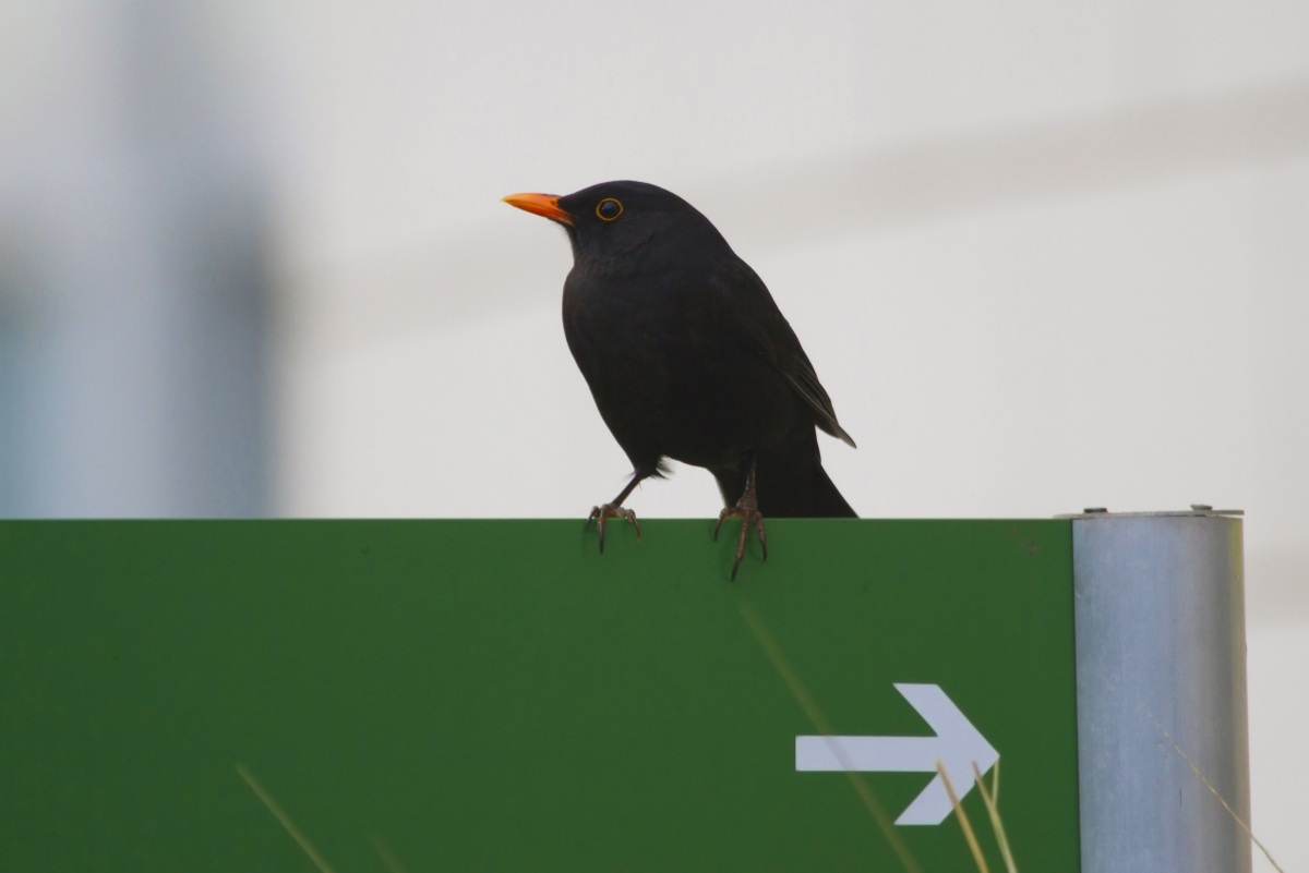 Common Blackbird