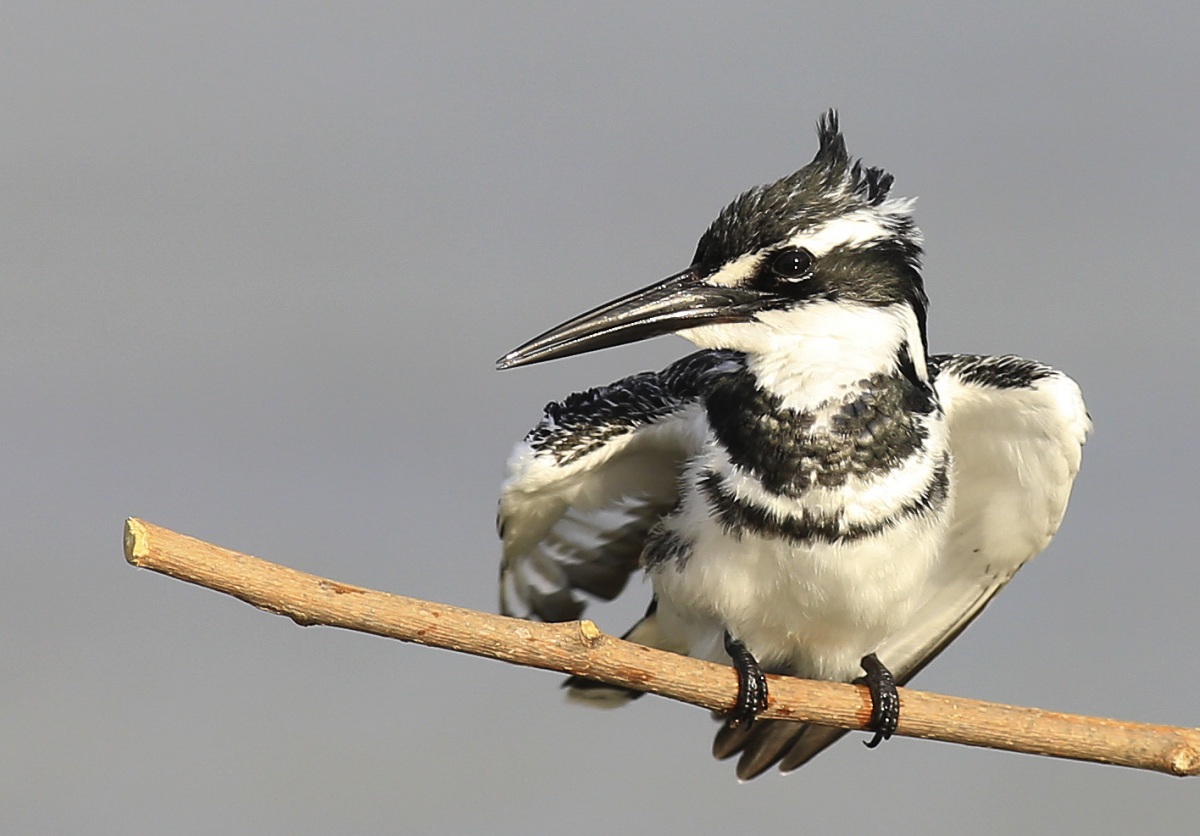 Pied Kingfisher
