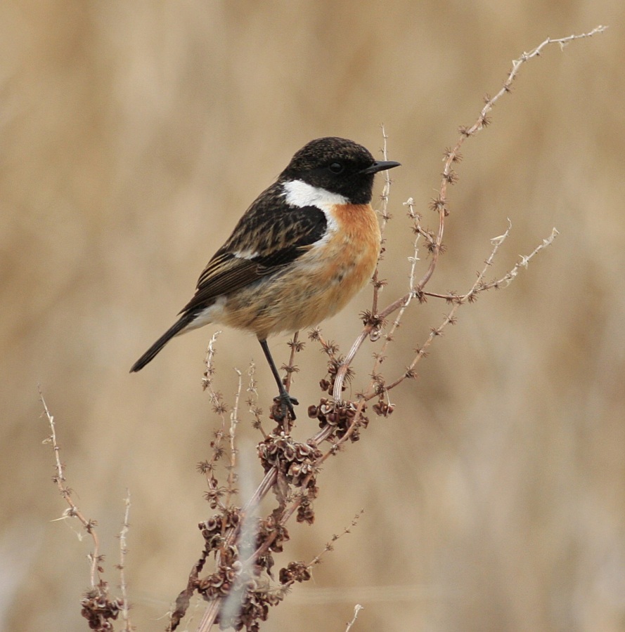 European Stonechat