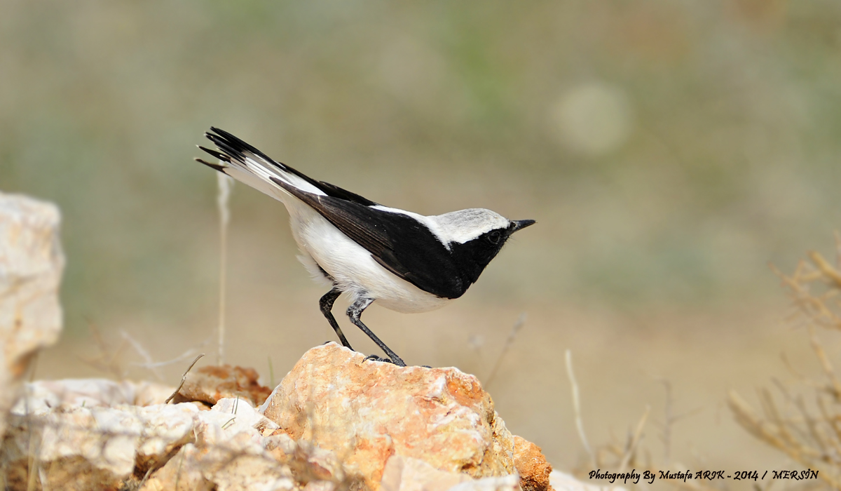 Finsch`s Wheatear