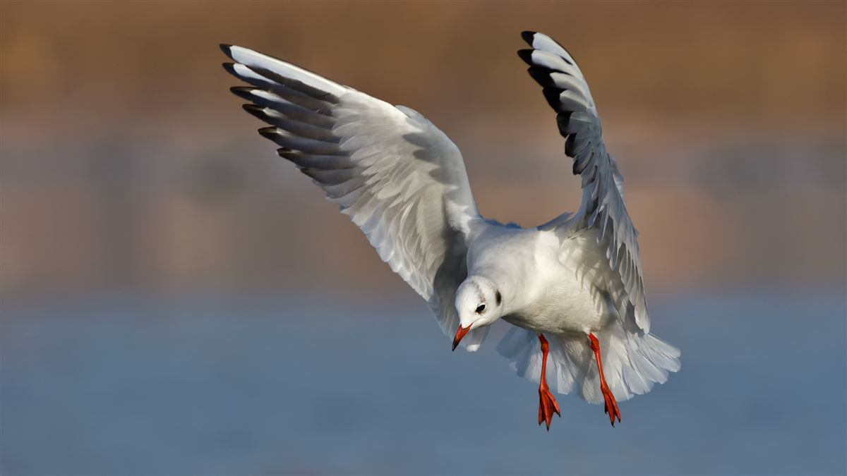 Black-headed Gull
