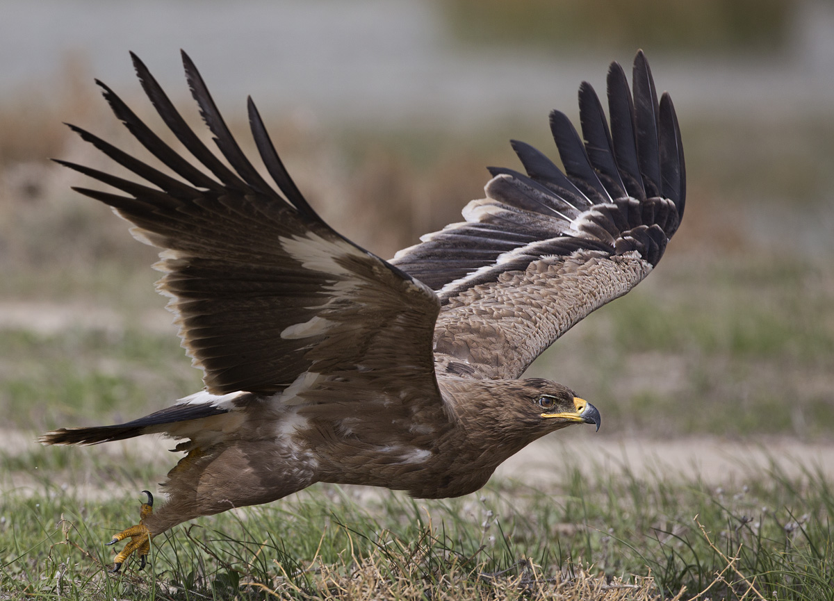 Steppe Eagle