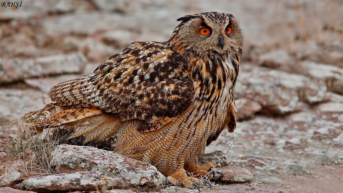 Eurasian Eagle-Owl