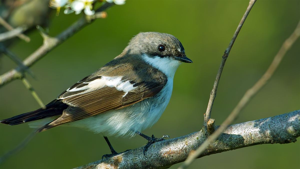 European Pied Flycatcher