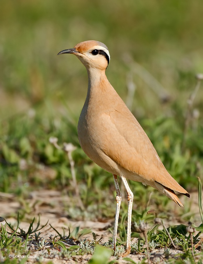 Cream-colored Courser