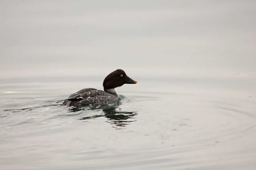 Common Goldeneye