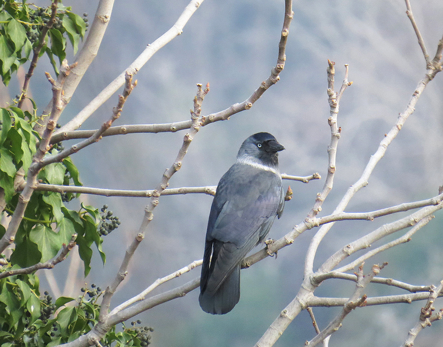 Western Jackdaw