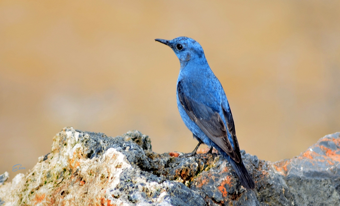 Blue Rock Thrush
