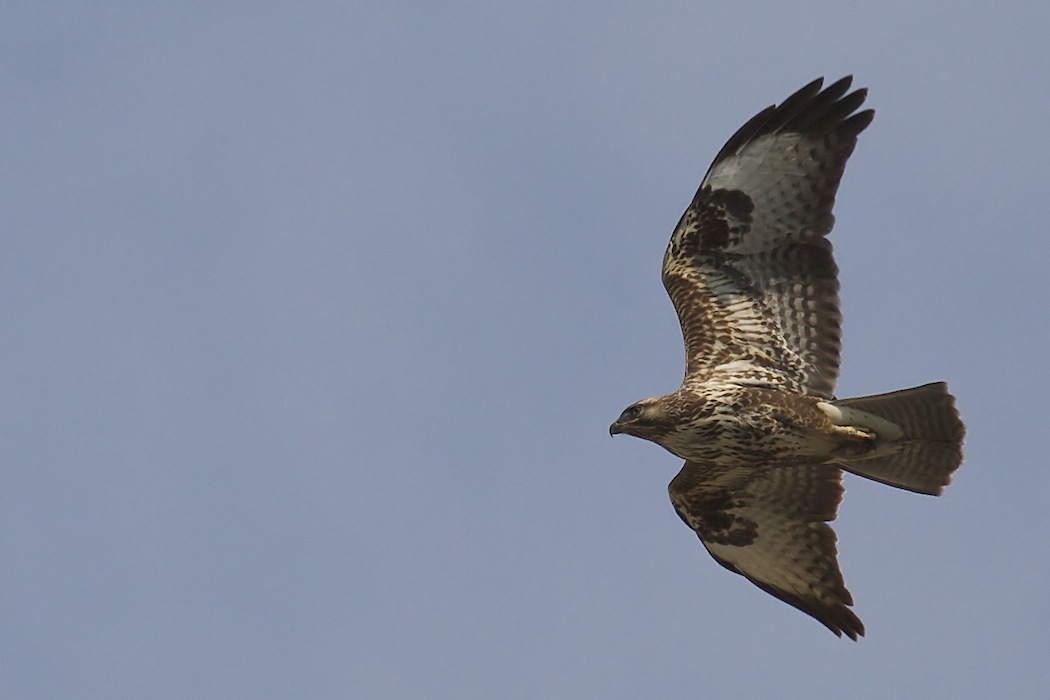 Common Buzzard