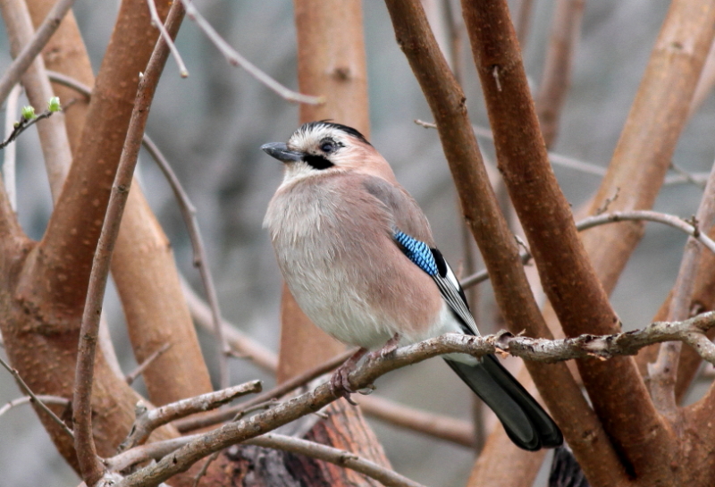 Eurasian Jay