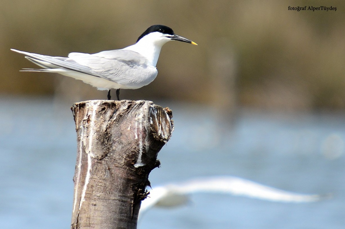 Sandwich Tern