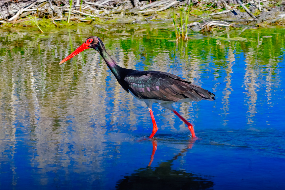 Black Stork