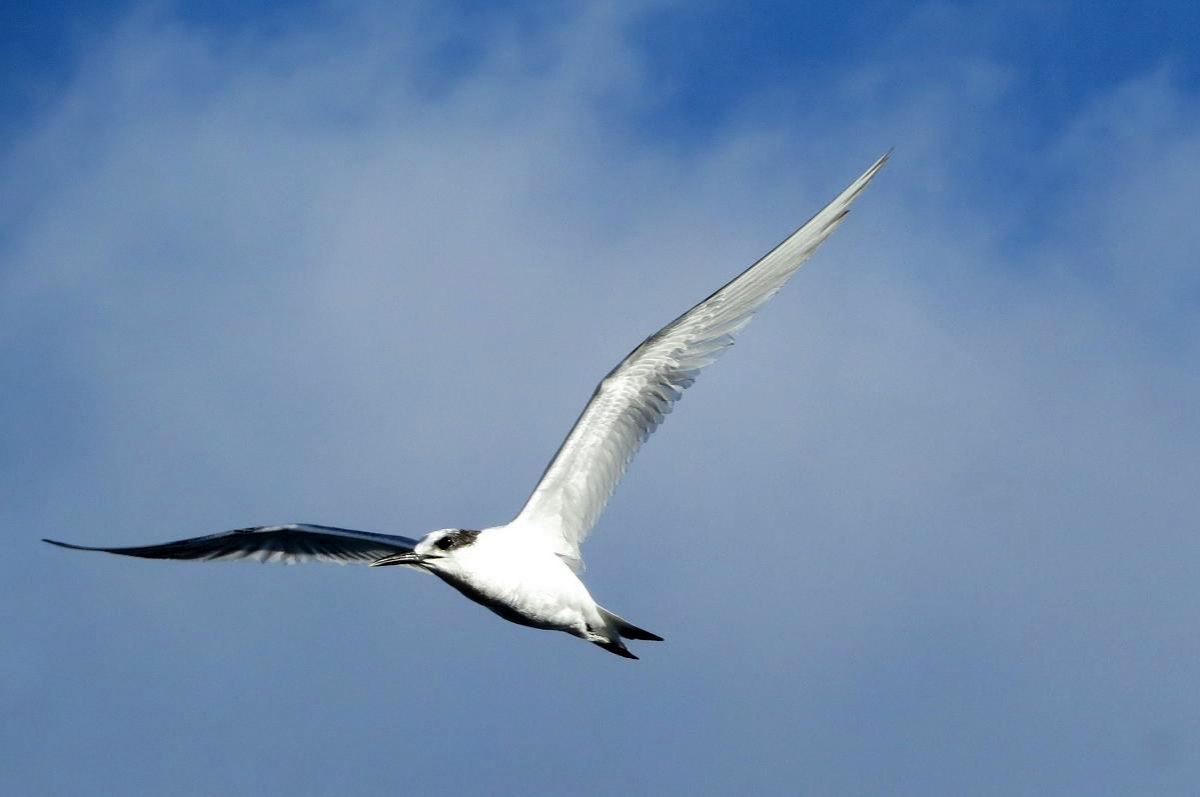 Sandwich Tern