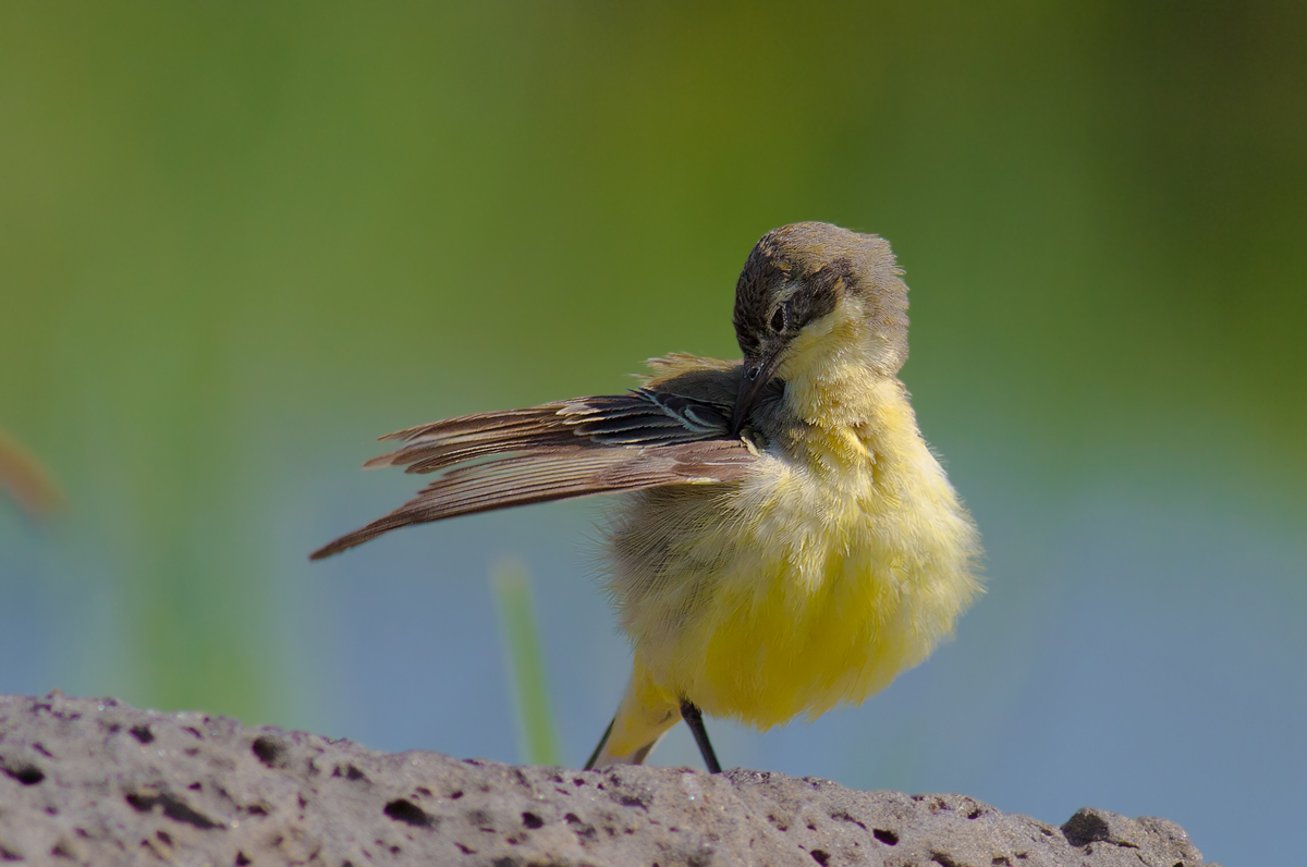 Western Yellow Wagtail