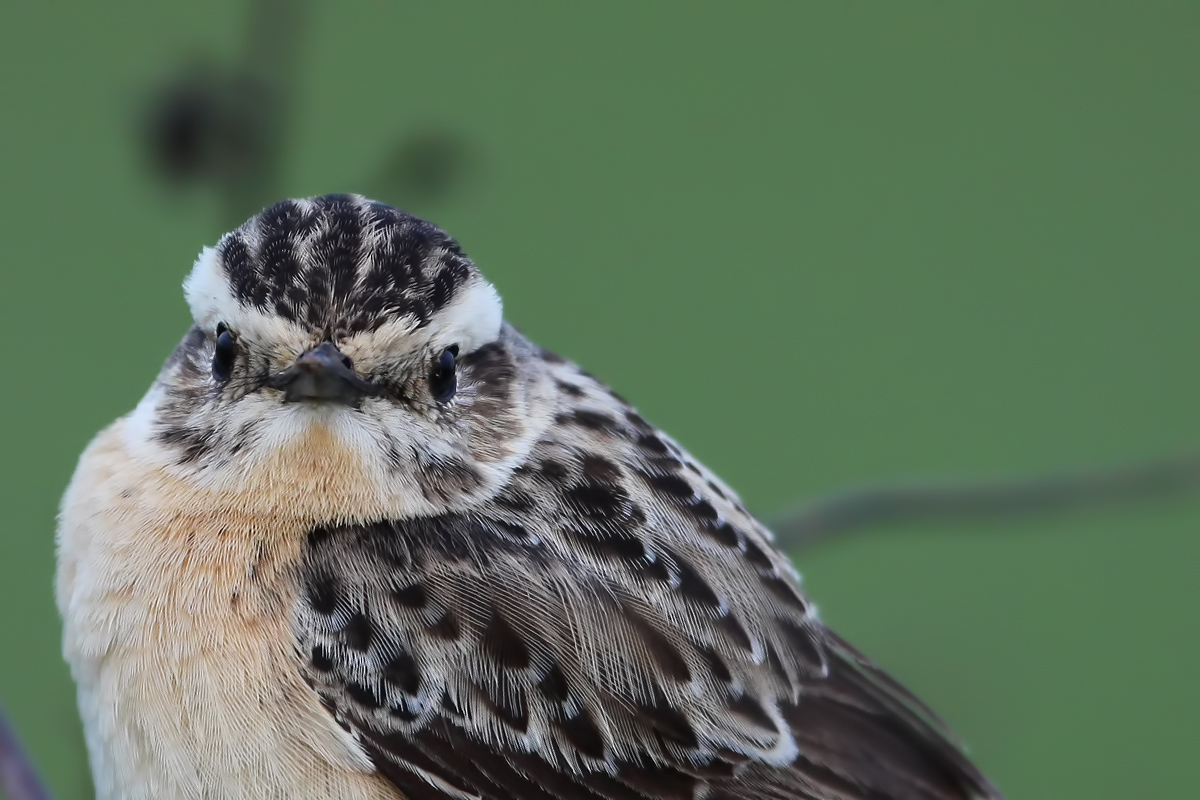 Whinchat