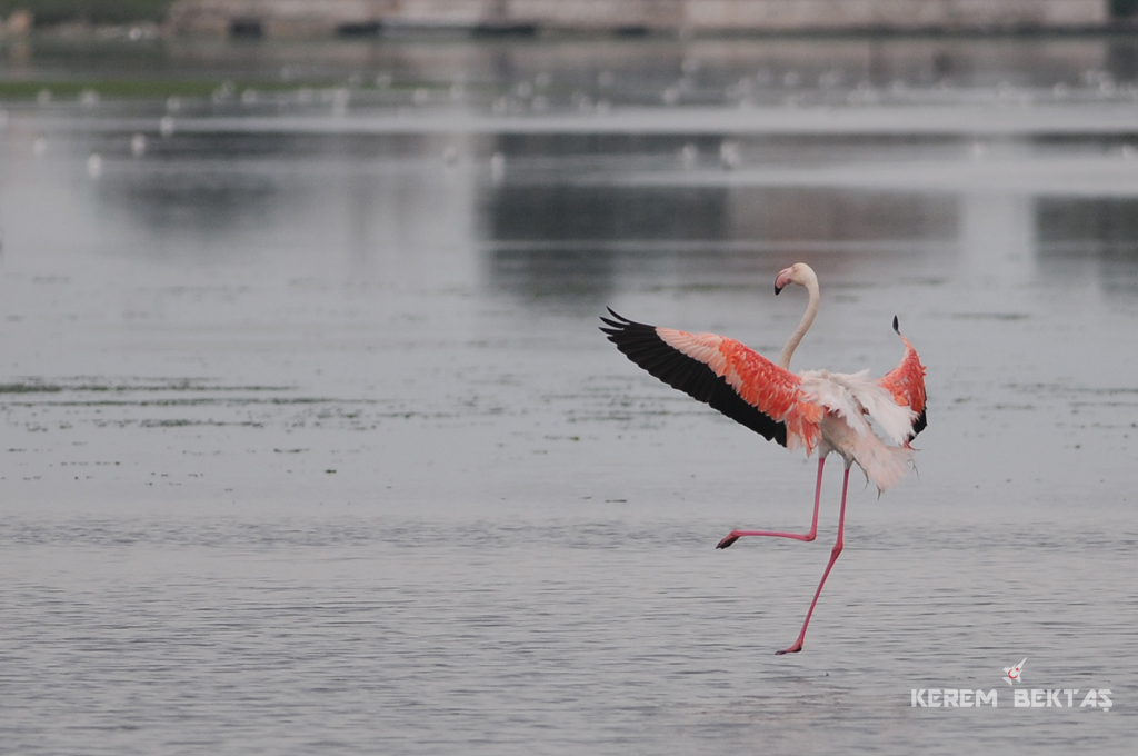 Greater Flamingo