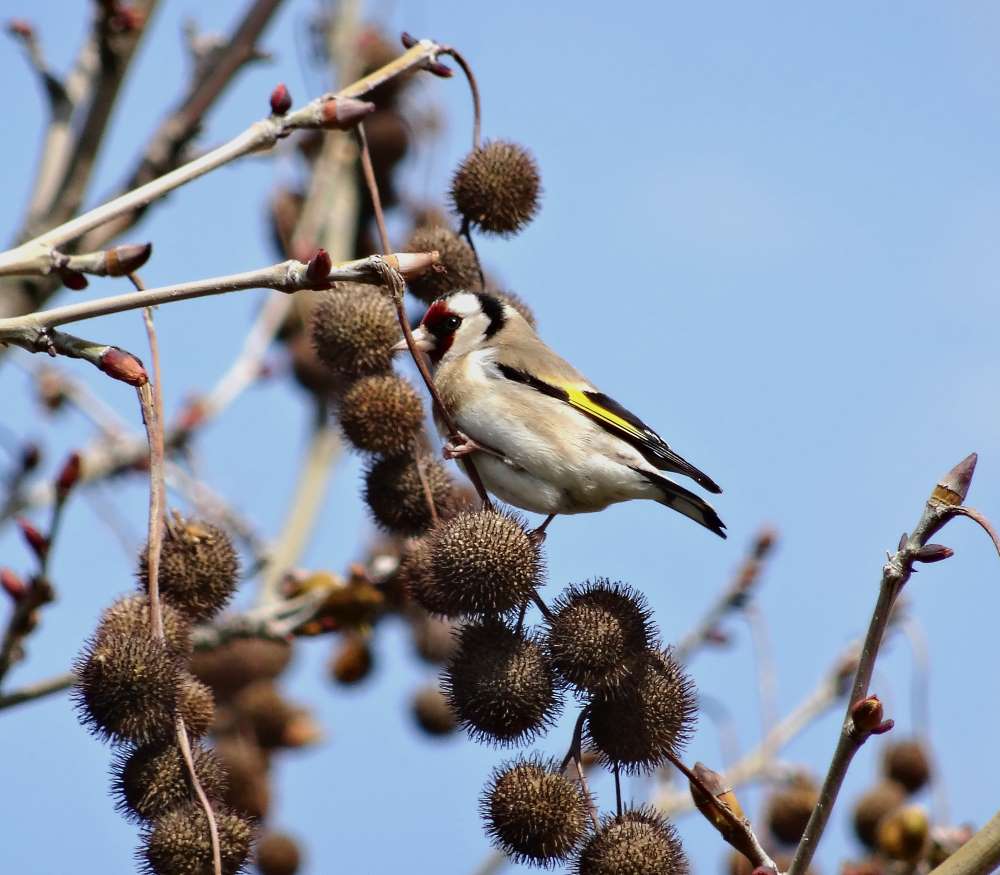 European Goldfinch