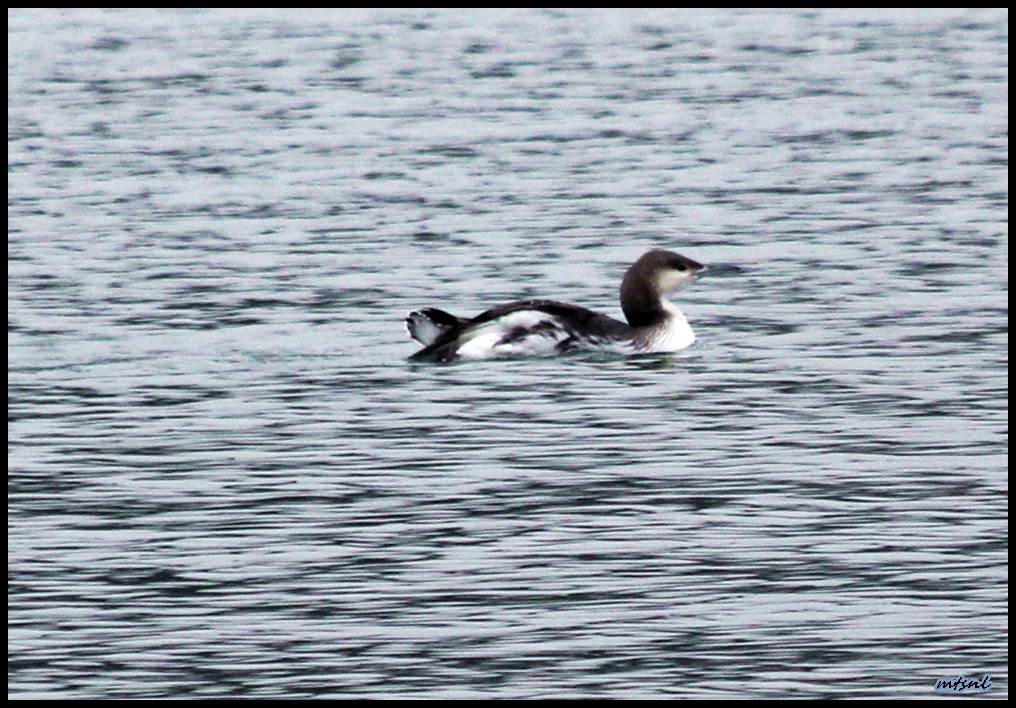 Black-throated Loon