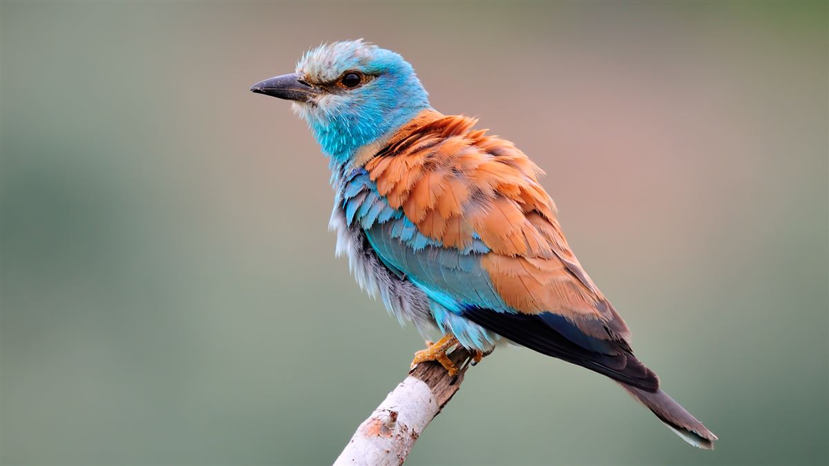 European Roller