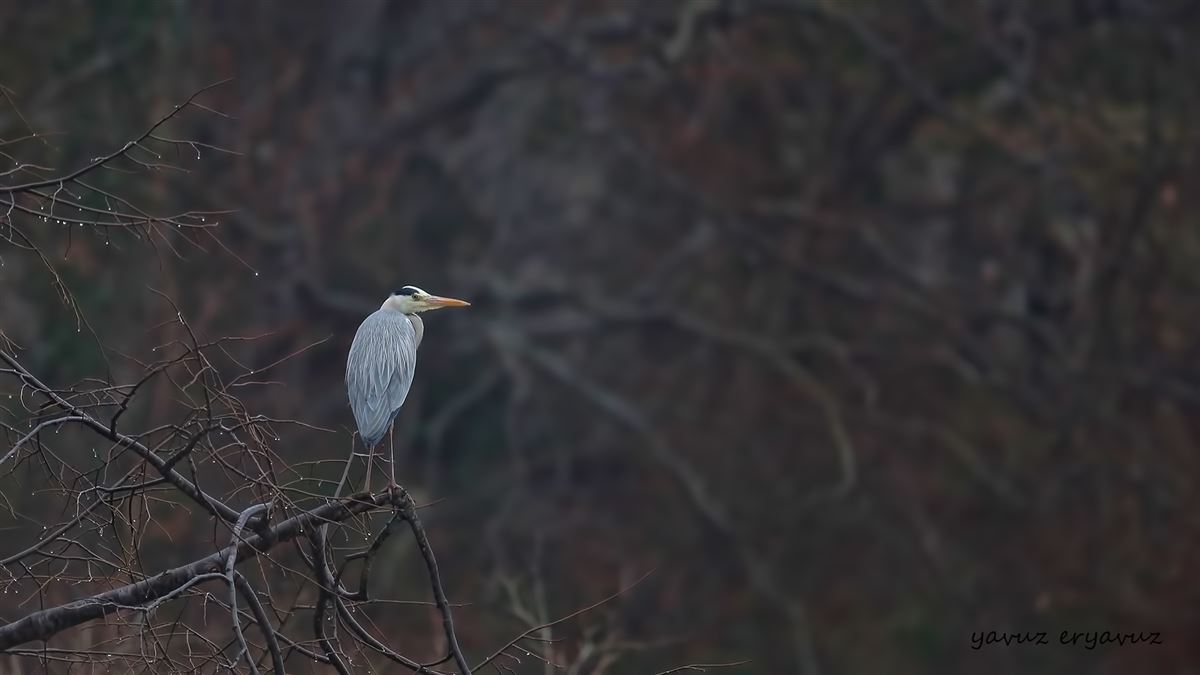 Grey Heron