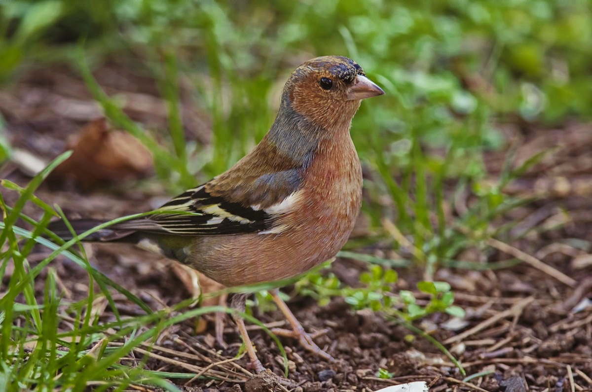 Eurasian Chaffinch
