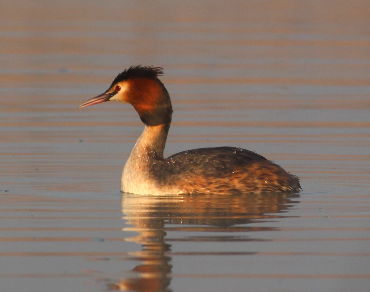 Great Crested Grebe