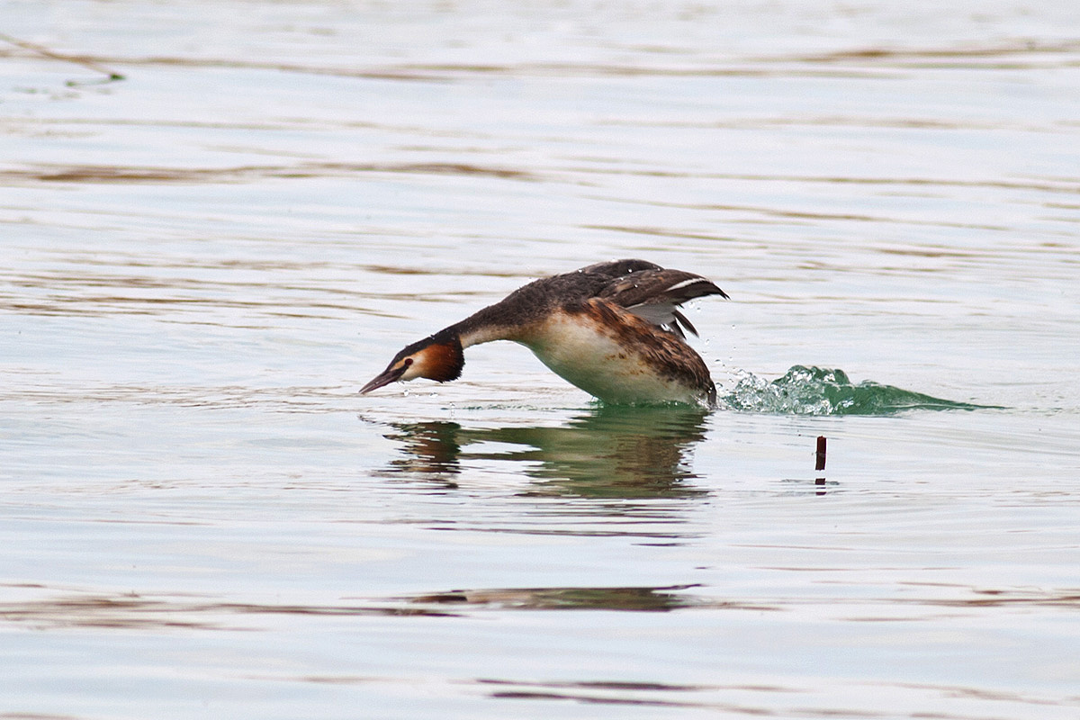 Great Crested Grebe